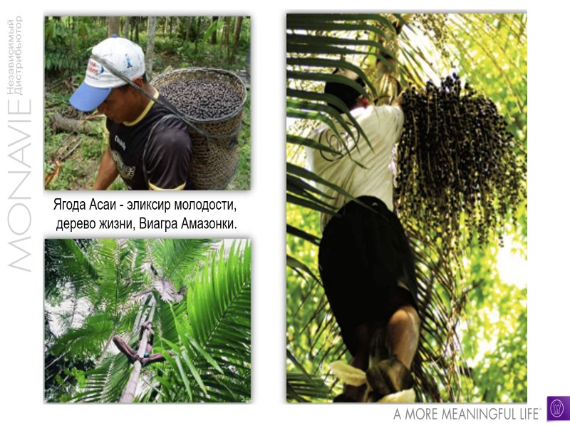 Ягода Асаи - эликсир молодости,  дерево жизни, Виагра Амазонки.